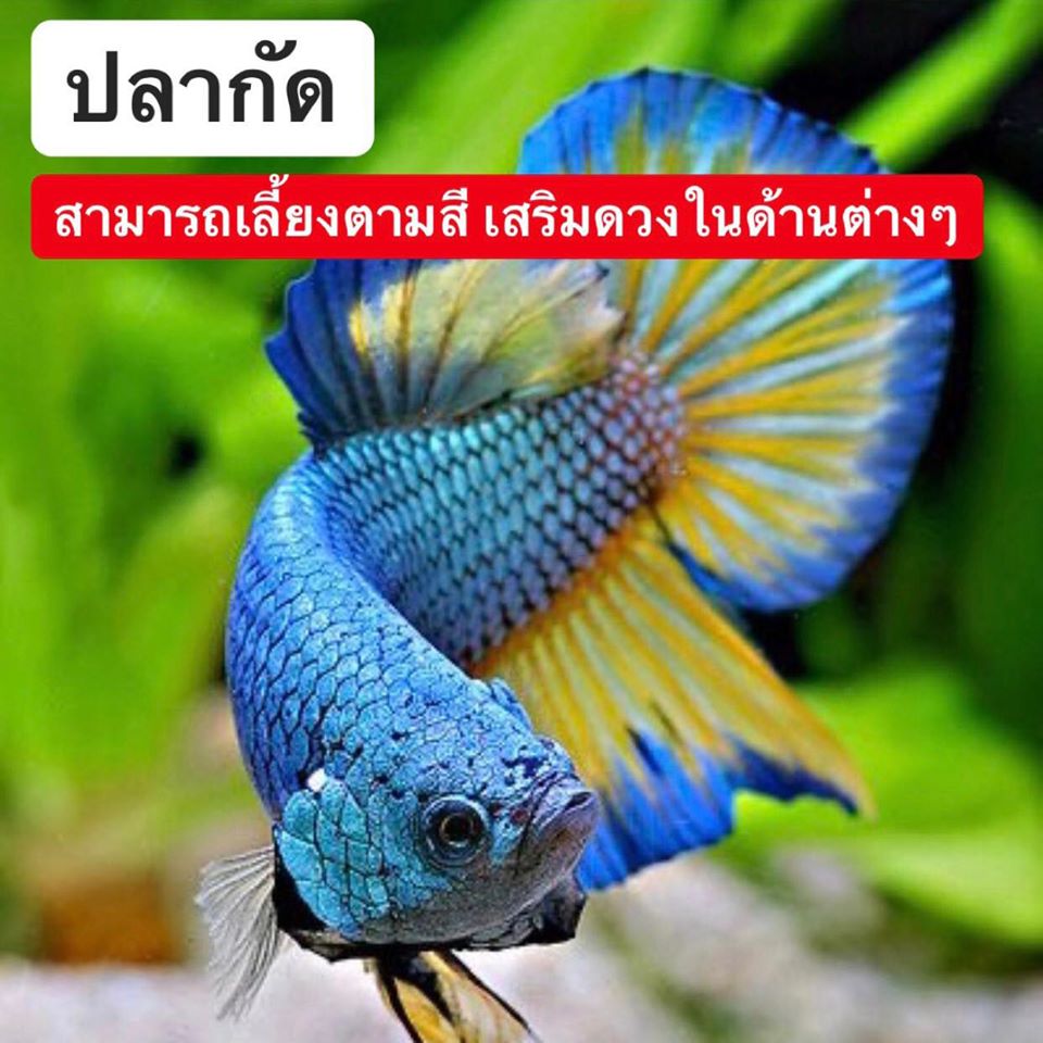 My Image 75
